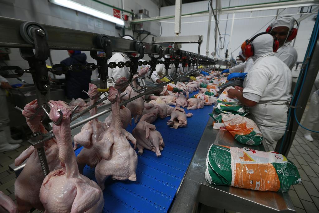 Em Pará de Minas, na região Oeste de Minas Gerais, a Cooperativa de Granjeiros do Oeste de Minas Gerais (Cogran) adota um modelo inusitado. | Jonathan Campos/Gazeta do Povo