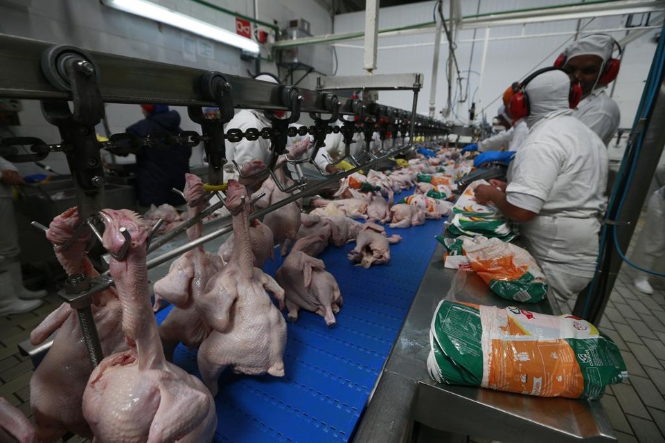 Em Pará de Minas, na região Oeste de Minas Gerais, a Cooperativa de Granjeiros do Oeste de Minas Gerais (Cogran) adota um modelo inusitado. | Jonathan Campos/Gazeta do Povo