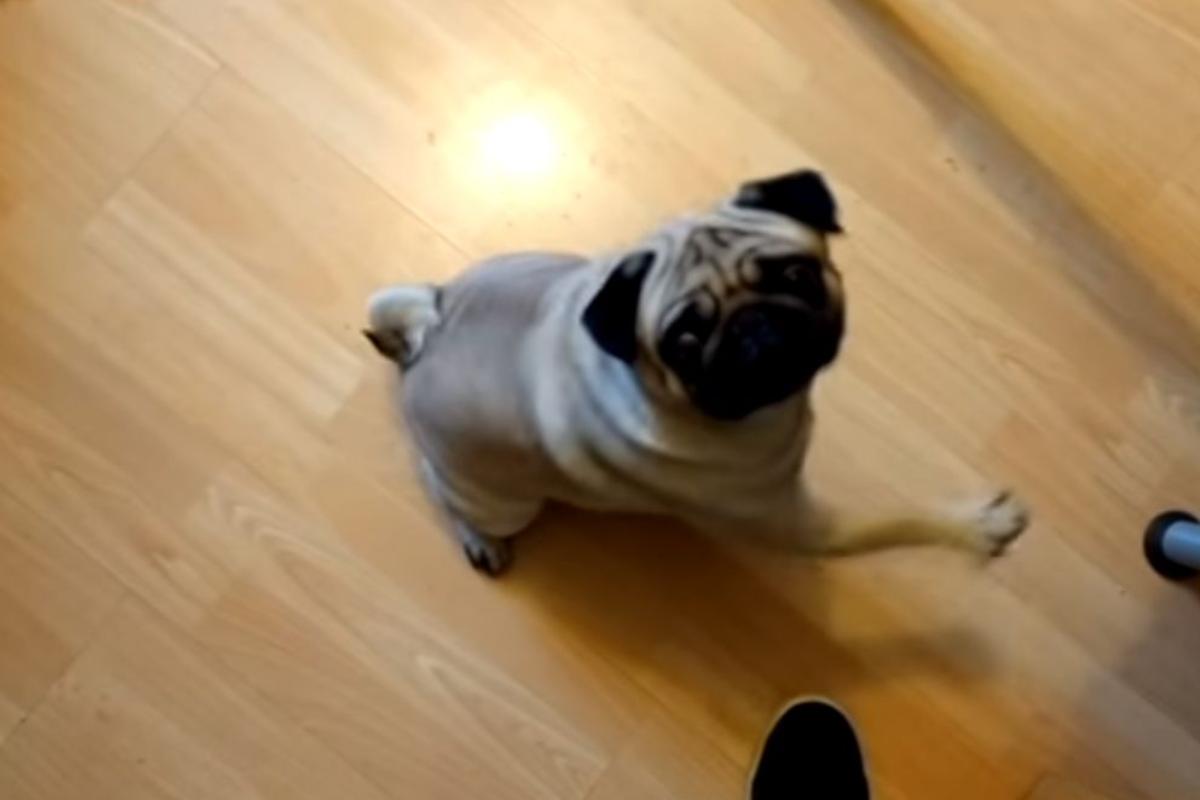 O cachorrinho Buddha | Reprodução