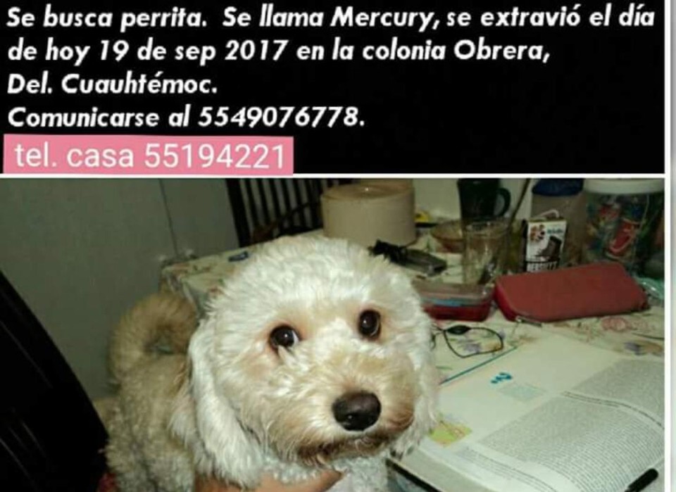 Imagem postada no Twitter dá as coordenadas sobre cachorrinha desaparecida em Obrera | Reprodução/ Twitter