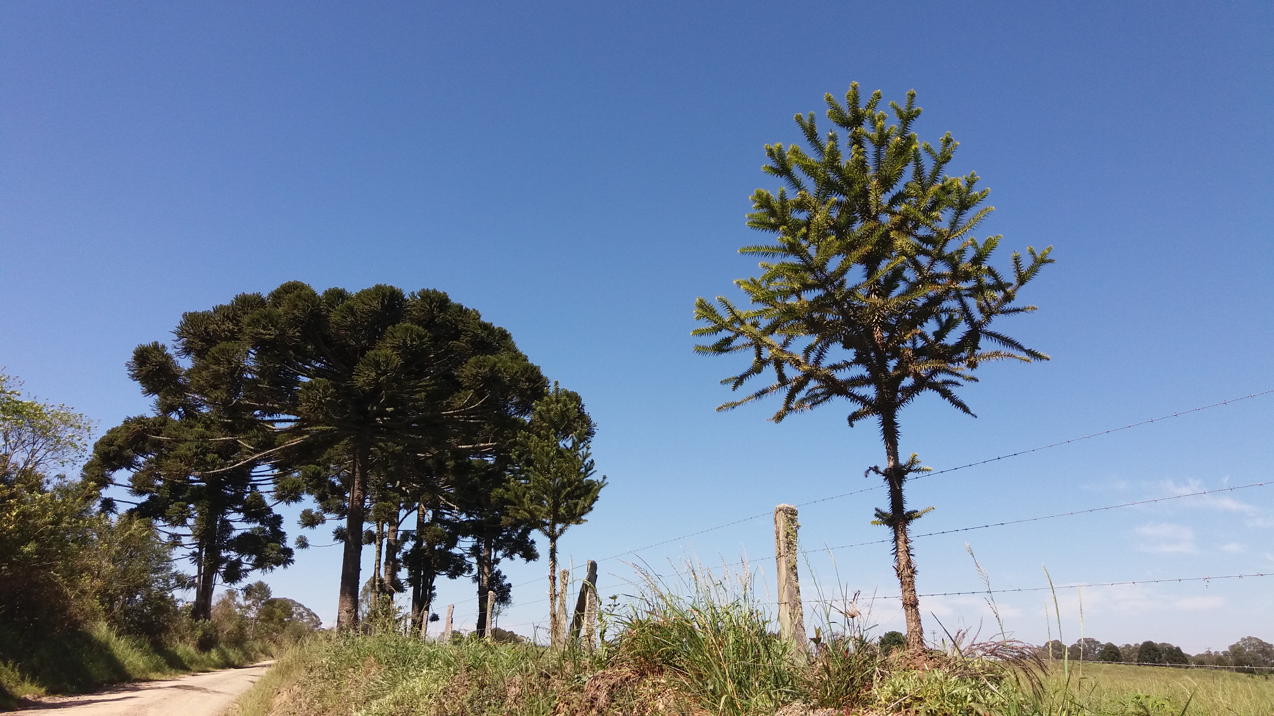 | Divulgação/Embrapa