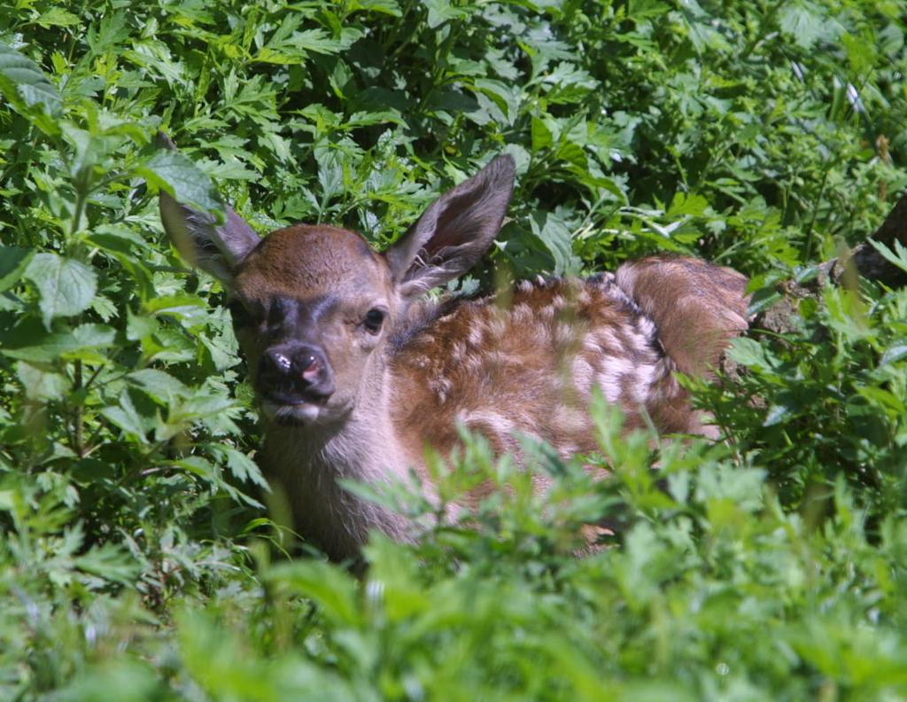 Japoneses consideram que consumo de carne de cervos e carne de javalis pode favorecer comunidades e reduzir prejuízos da agricultura | Arquivo/Gazeta do Povo