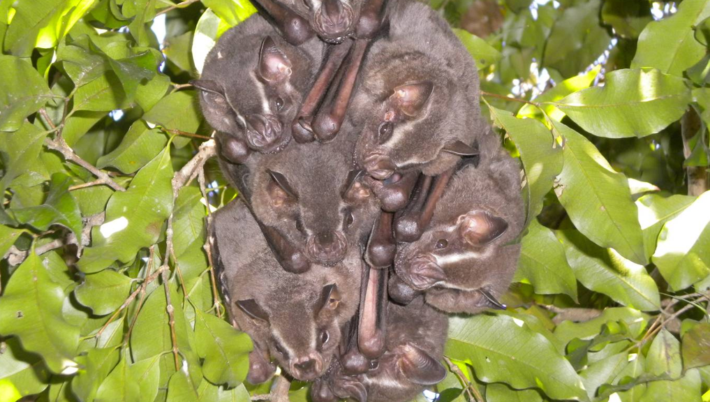 Outros quatro morcegos com a doença já foram encontrados este ano em Curitiba | Cláudia Staudacher/Arquivo Pessoal