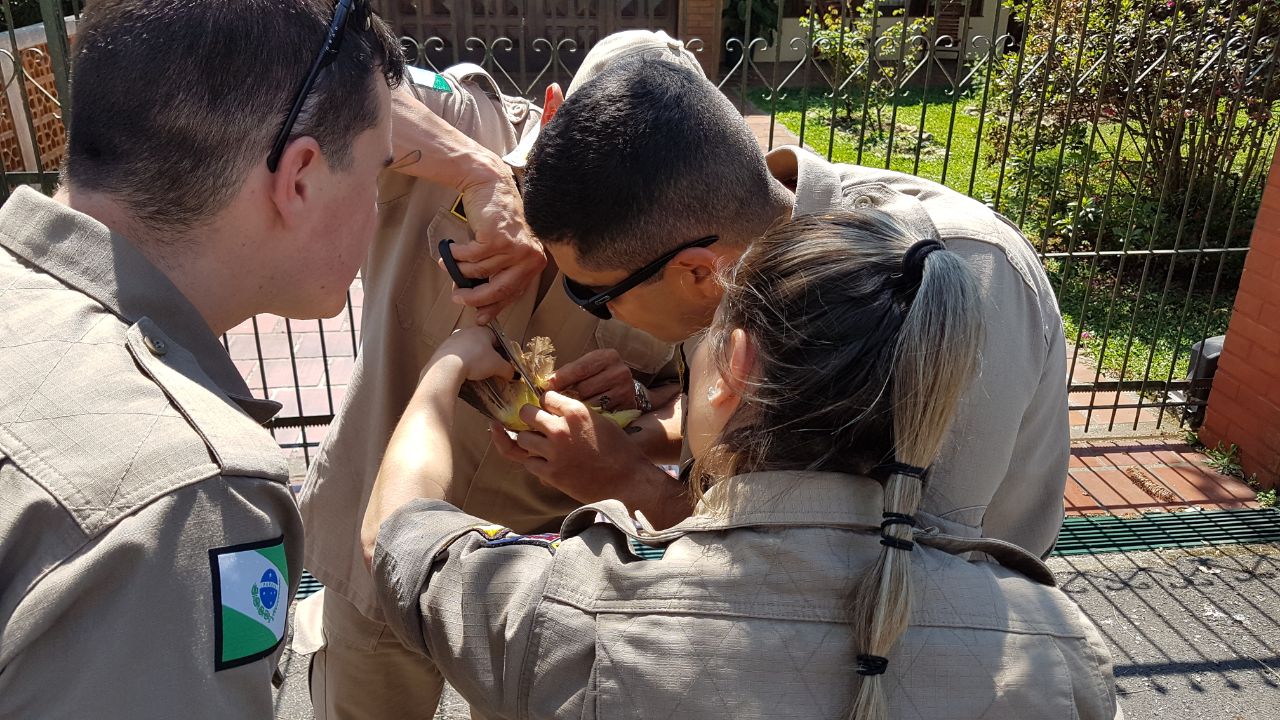 Bombeiros retiram fio da pata do pássaro após resgate, no domingo (10) | Jeferson Ferens/SPAC/Divulgação