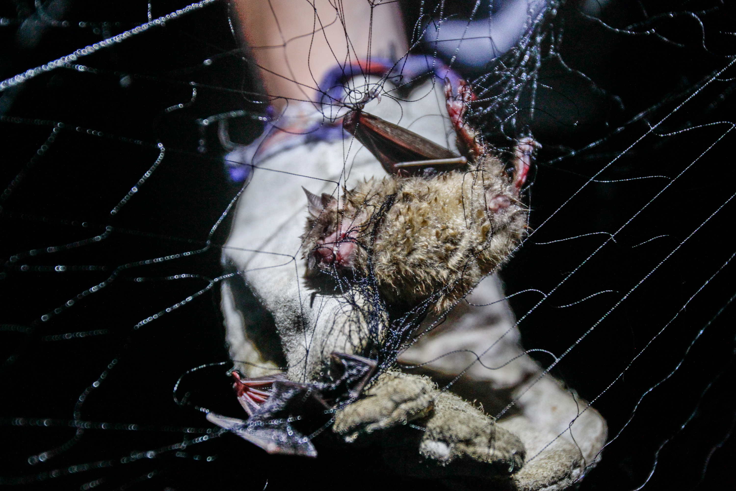 Este ano já foram quatro morcegos com raiva encontrados em Curitiba | Daniel Castellano/Gazeta do Povo