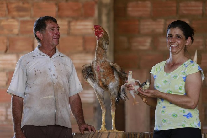 Darci Severino Tomé e Mara Silvia Duarte, em Aparecida do Rio Doce (GO), têm dois galos da raça Índio Gigante. | JONATHAN CAMPOS/GAZETA DO POVO