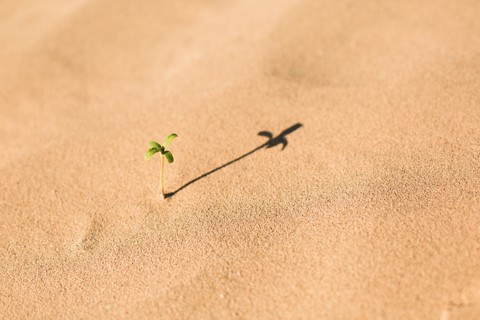 Com água do mar e luz solar, fazendas cultivam alimentos no deserto Engenheiros estão desenvolvendo uma fazenda que utiliza energia solar com água do mar dessalinizada para cultivar regiões que estiveram áridas por séculos | Creative Commons/Pixabay