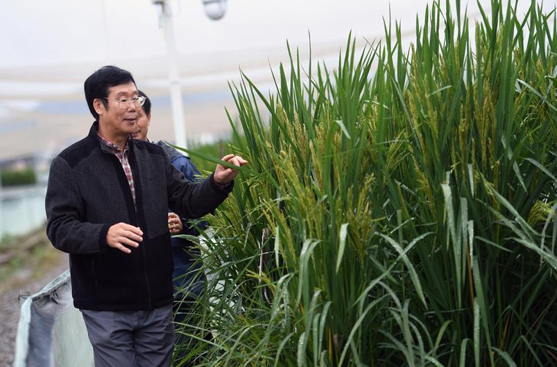 Pesquisador Xia Xinjie inspeciona campo de arroz no distrito rural de Changsha, província de Hunan | Divulgação/Xinhua