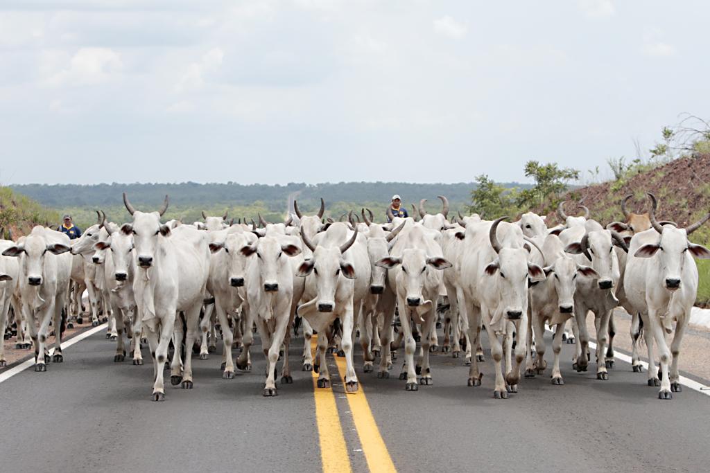 Abates e compra de gado estão suspensos pela empresa, no Mato Grosso do Sul | Albari Rosa/Gazeta do Povo