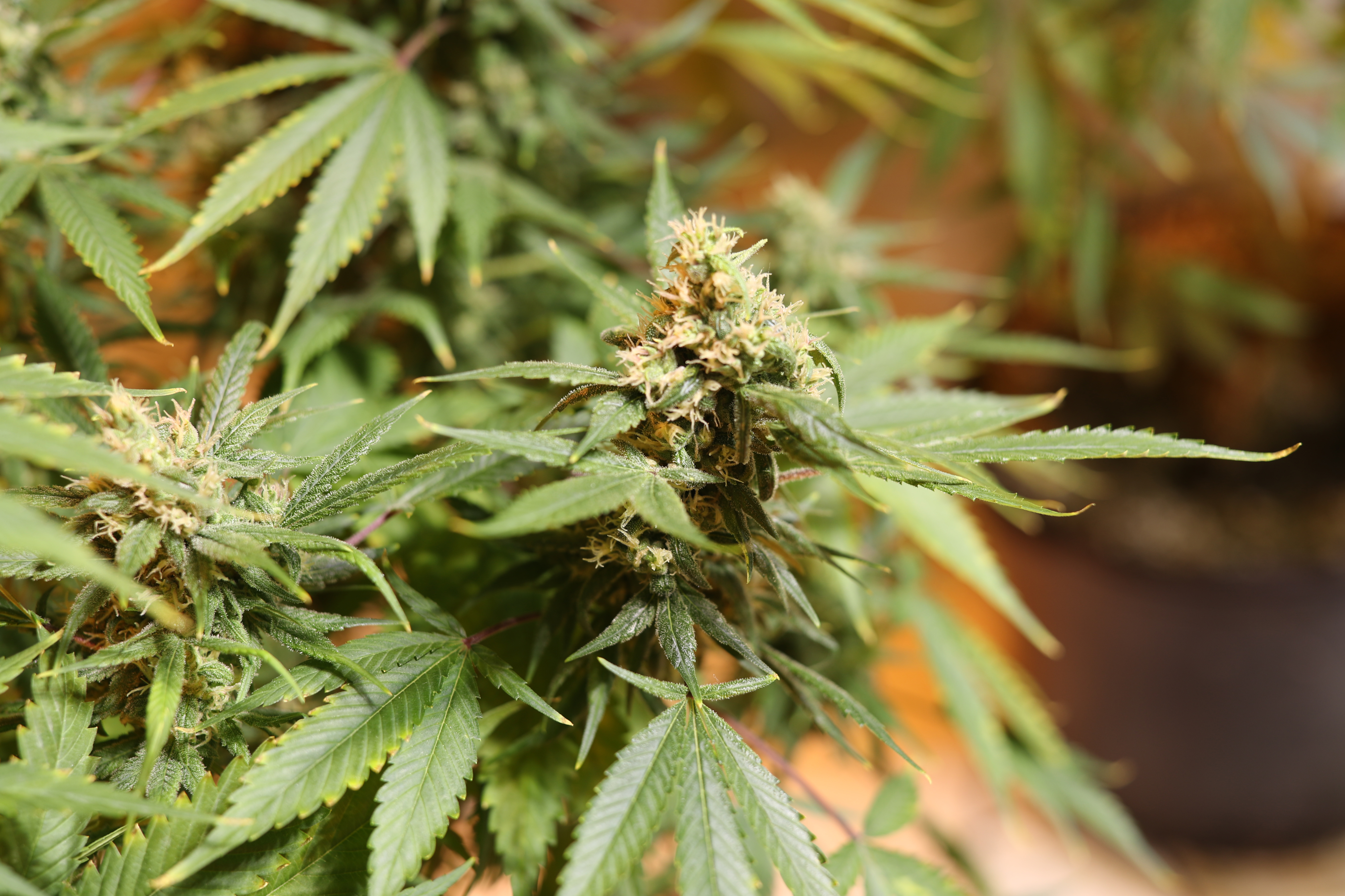 A família cultiva duas espécies da planta que têm efeitos diferentes. O objetivo é tratar uma jovem de 16 anos, portadora da síndrome de Silver-Russell | Trevor Hagan/Bloomberg