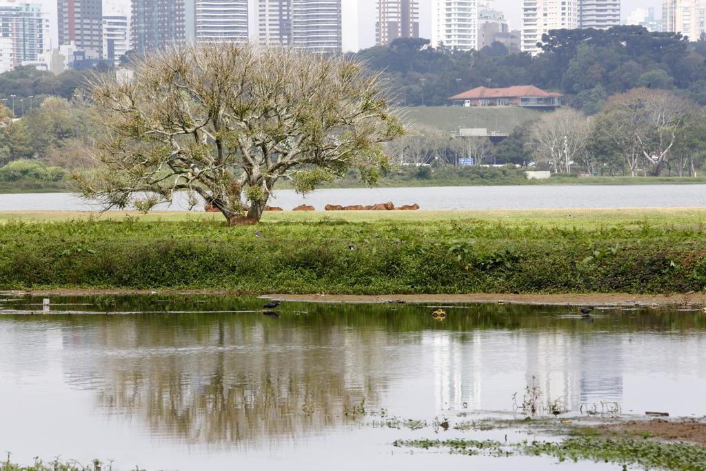 Curitiba terá terça-feira (31) com sol entre nuvens | Aniele Nascimento/Gazeta do Povo