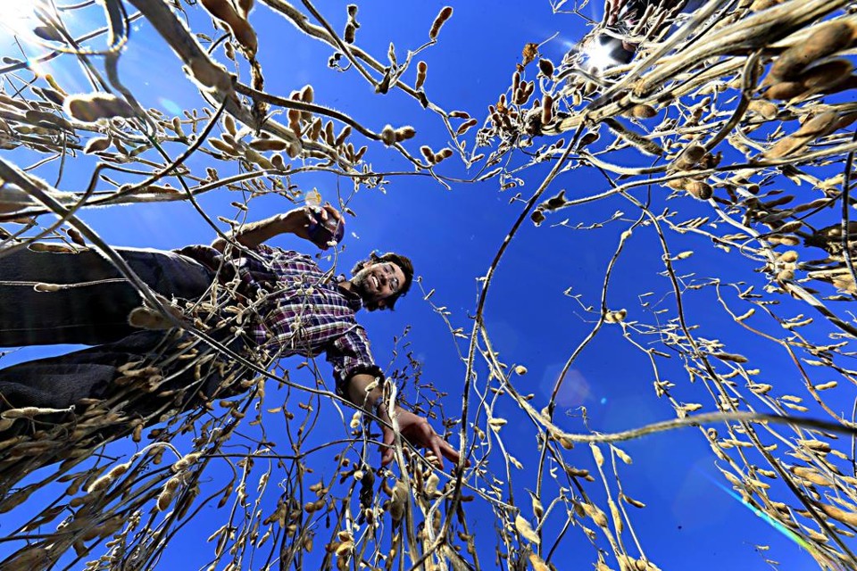 Agricultor realiza colheita da soja no Uruguai, na região de Mercedes | Albari Rosa/Gazeta do Povo