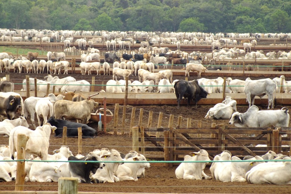 Confinamento de bois na região de Alvorada do Sul (MS):  dois dias após paralisação na JBS, preço do boi caiu, | Arquivo/Gazeta do Povo