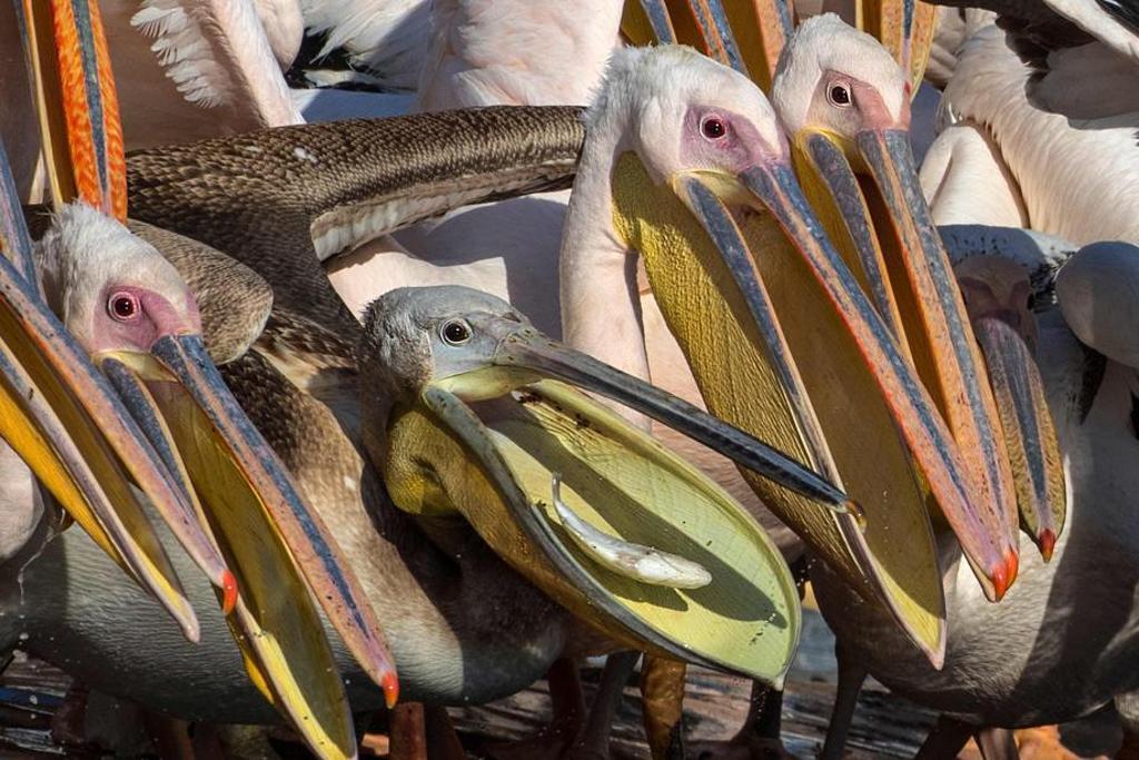 Se não pode vencê-los, una-se a eles. | AFP/Jack Guez