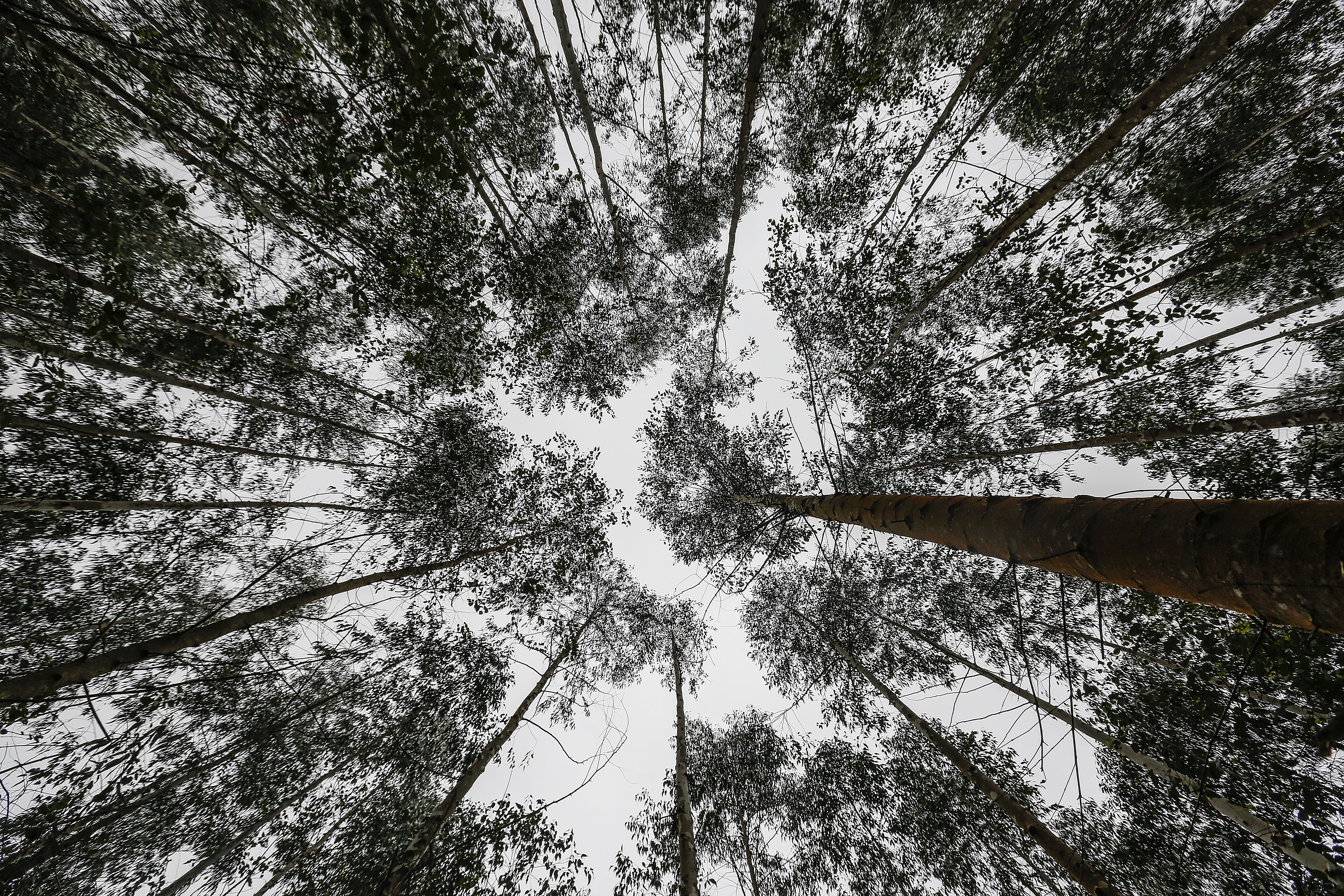 Estado produziu 15,9 milhões de metros cúbicos | Jonathan Campos/Gazeta do Povo