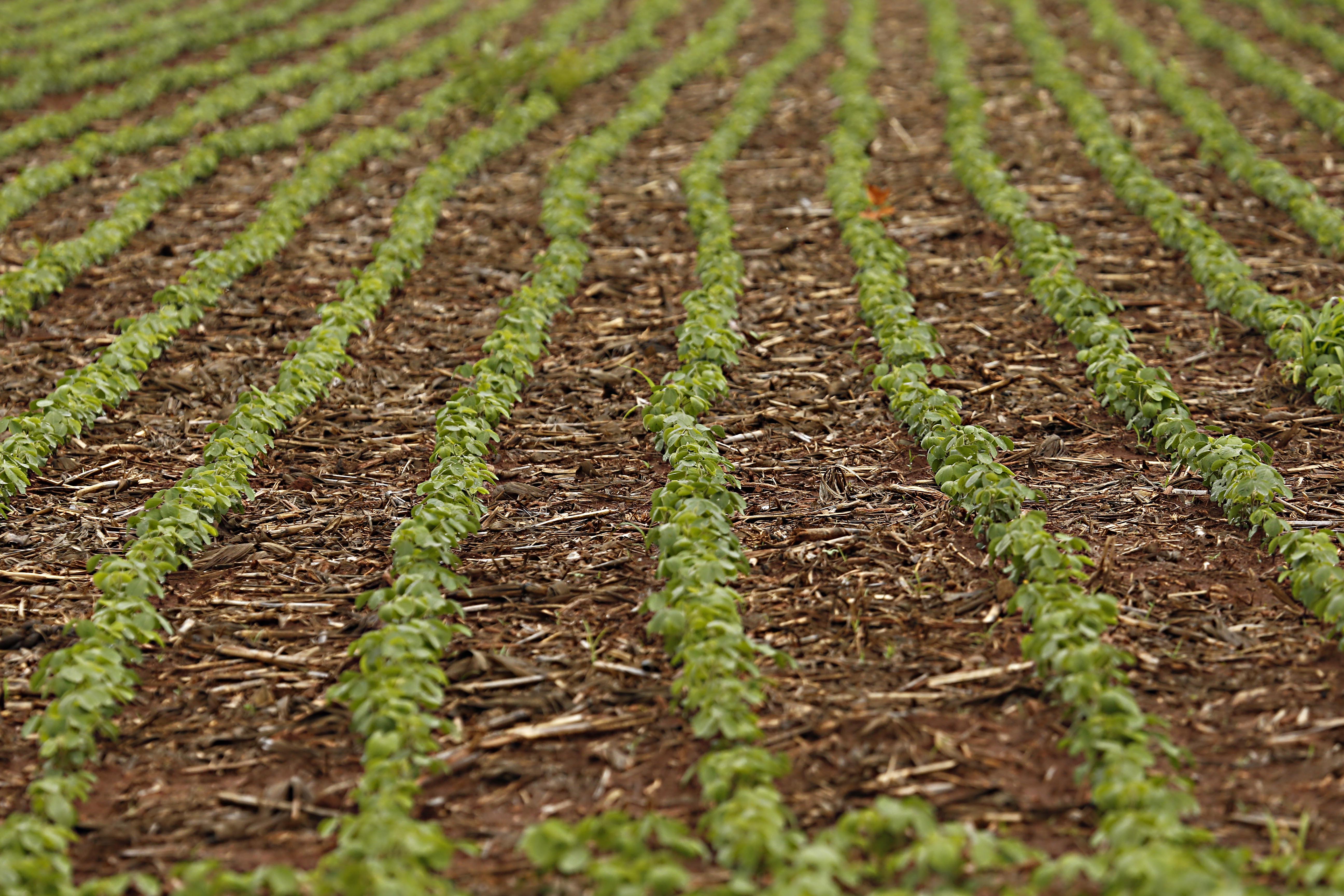 Área total cultivada com soja, no Paraná, deve chegar a 5,44 milhões de hectares | Albari Rosa/Gazeta do Povo