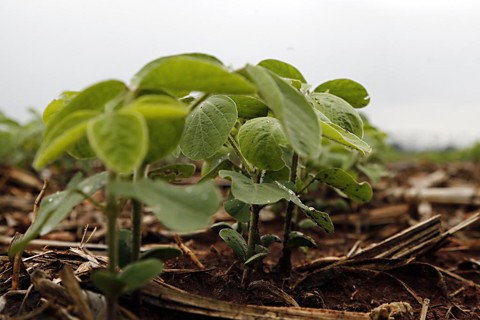 Em uma semana, plantio de soja no Paraná avança 1 milhão de hectares Soja é a principal cultura de verão do Paraná, com previsão de atingir 5,44 milhões de hectares cultivados | Albari Rosa/Gazeta do Povo