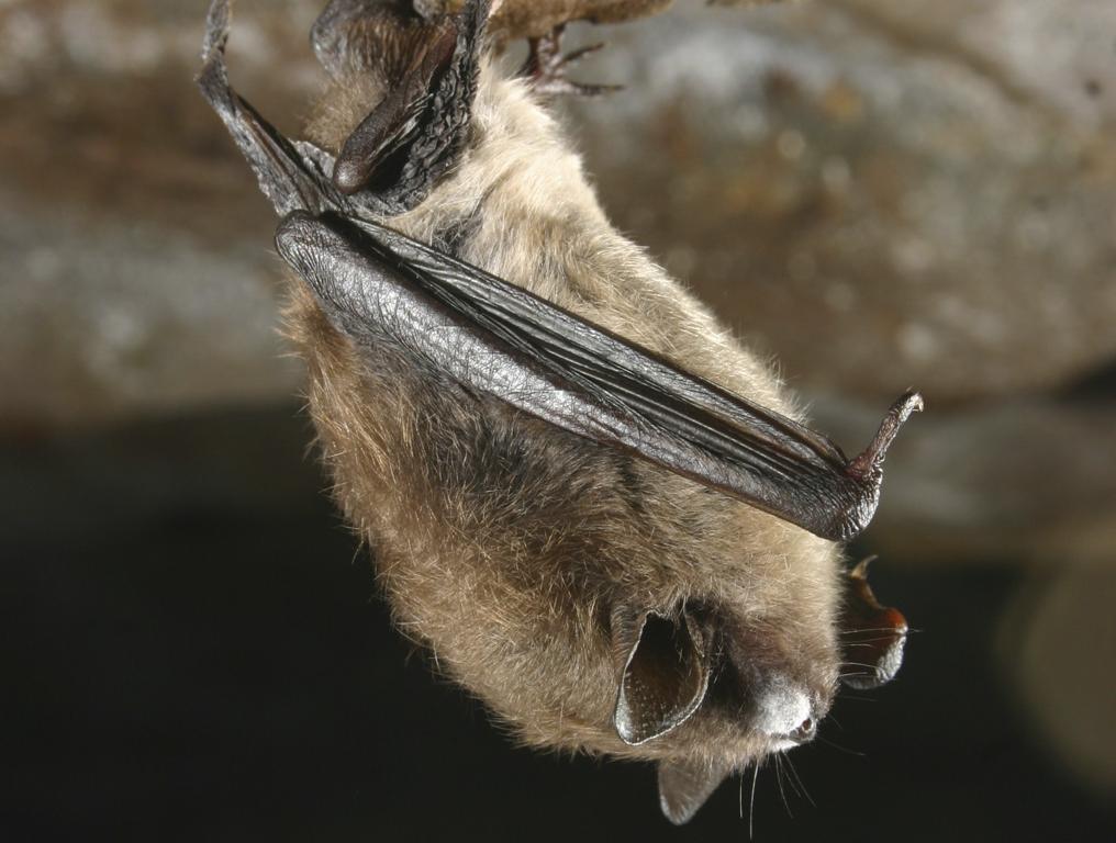 Morcego encontrado em São José dos Pinhais estava perto de um rio | HK/TP/HO