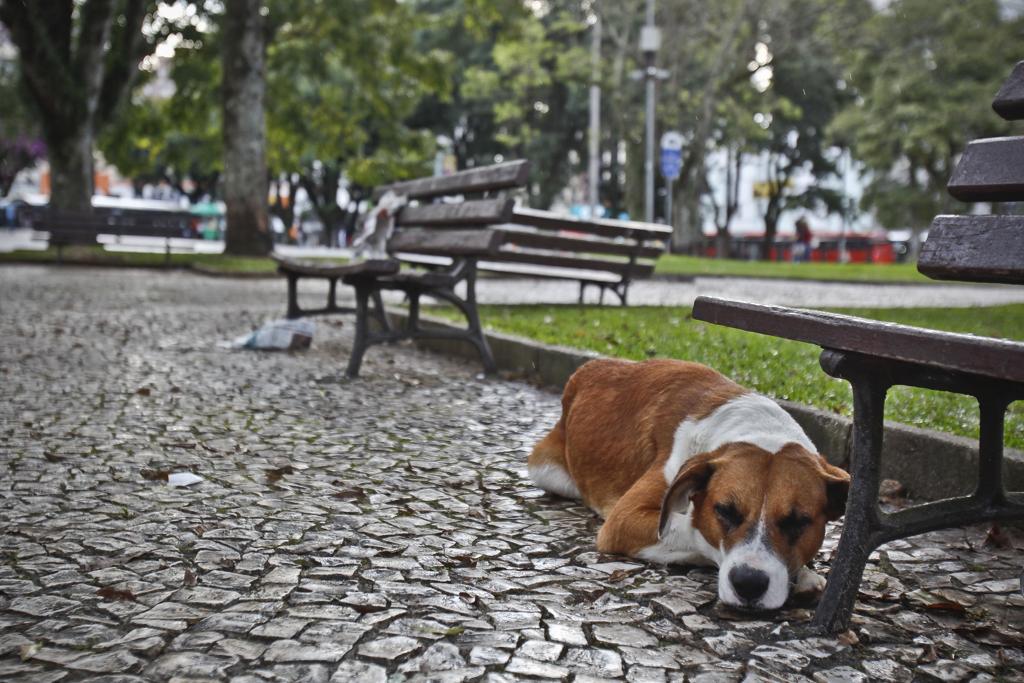 | Daniel Castellano/Gazeta do Povo