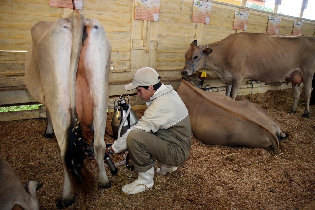Desafio de Startups e hackaton rural, batizado de Vacathon, desafiam jovens e empreendedores a criarem projetos para a cadeia leiteira | Arquivo
/Gazeta do Povo