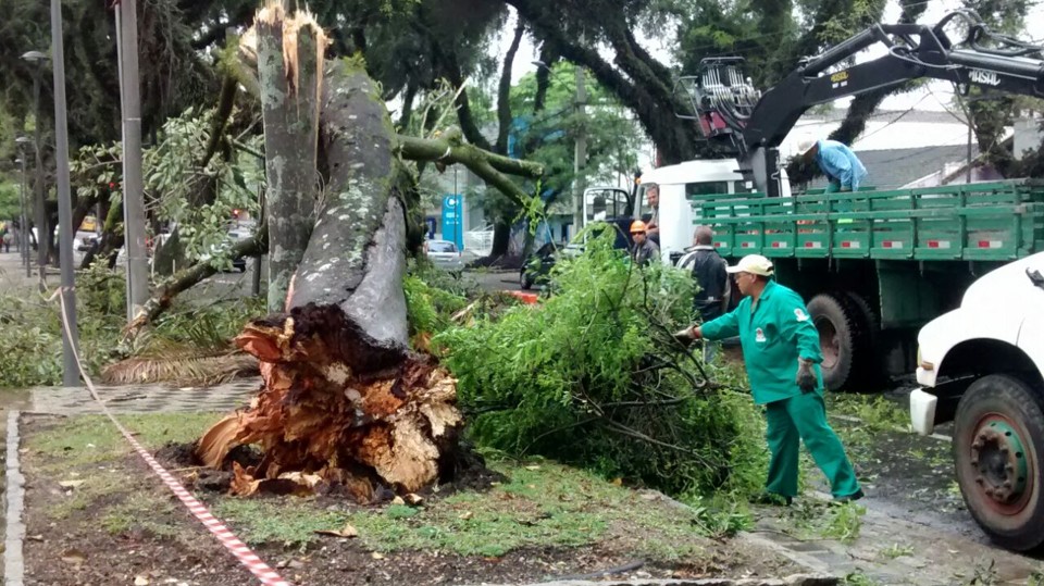 Ventos conseguiram derrubar uma árvore na Avenida Getúlio Vargas, no Água Verde | Aniele Nascimento/Gazeta do Povo