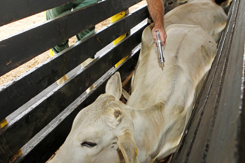 Último foco de febre aftosa no Paraná ocorreu há mais de 10 anos | Arquivo
/Gazeta do Povo