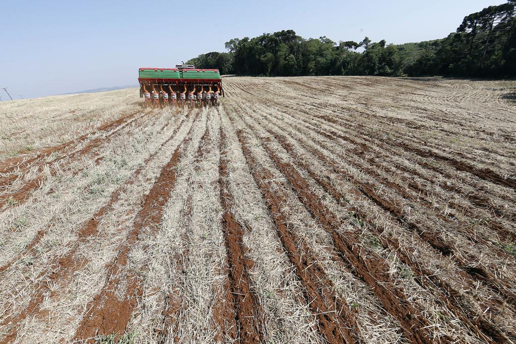 Segundo a secretaria estadual de agricultura, os trabalhos foram concluídos em 66% dos 5,45 milhões de hectares dedicados à oleaginosa. | Albari Rosa/Gazeta do Povo