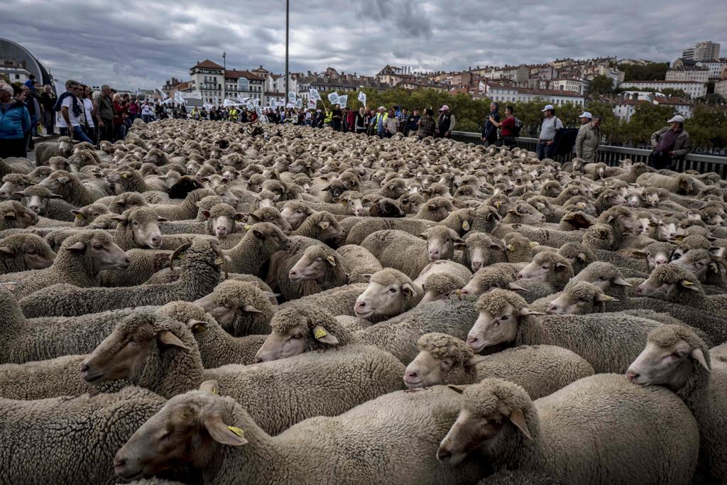 Centenas de ovinos foram levados à praça central de Lyon | JEAN-PHILIPPE KSIAZEK/AFP