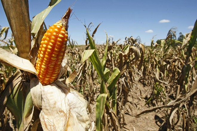 Milho prejudicado pela seca: clima ruim para o novo plantio e preço baixo estão fazendo agricultores desistirem do milho para a safra de verão | Hugo Harada /
Gazeta do Povo
