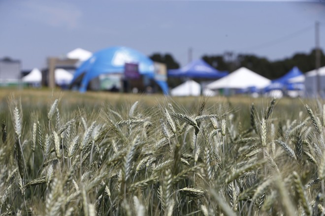  | Albari Rosa/Gazeta do Povo