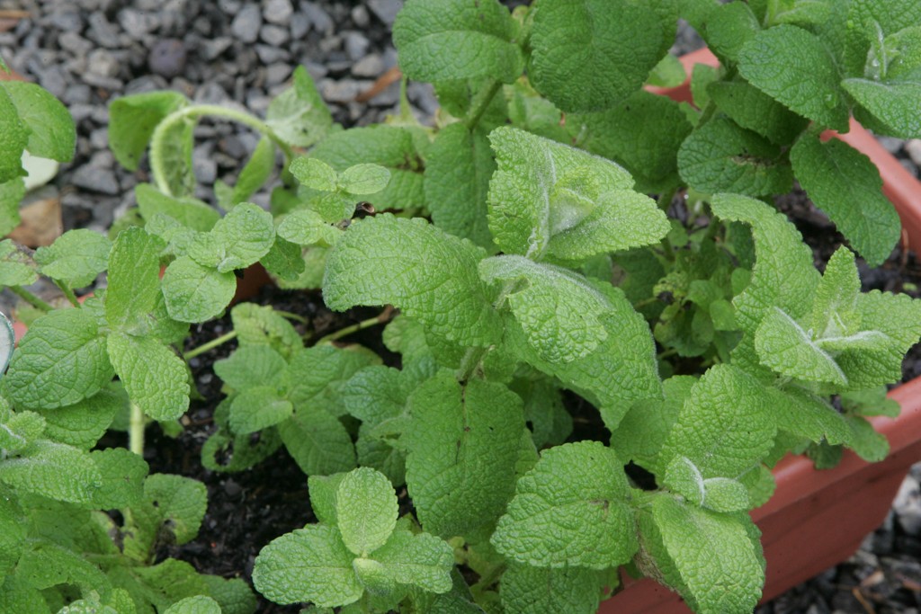 Hortelã é uma das plantas usadas como matéria-prima pela indústria de medicamentos fitoterápicos. | Arquivo / Gazeta do Povo