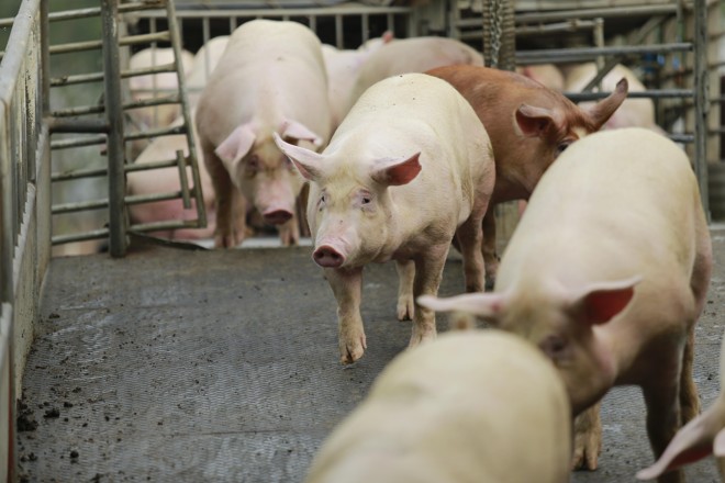 Frigorífico da Nutribras, em Sorriso (MT): estado viu índices de desenvolvimento crescerem junto com a suinocultura | Jonathan Campos/Gazeta do Povo