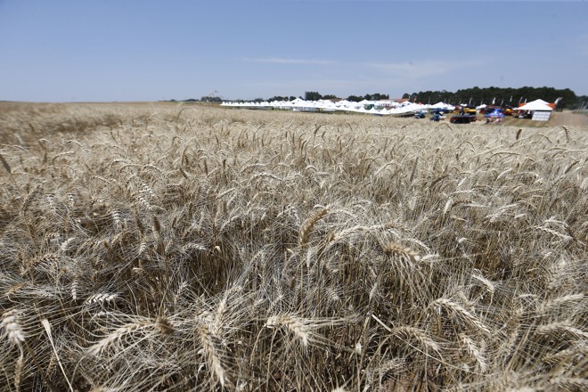  | Albari Rosa/Gazeta do Povo