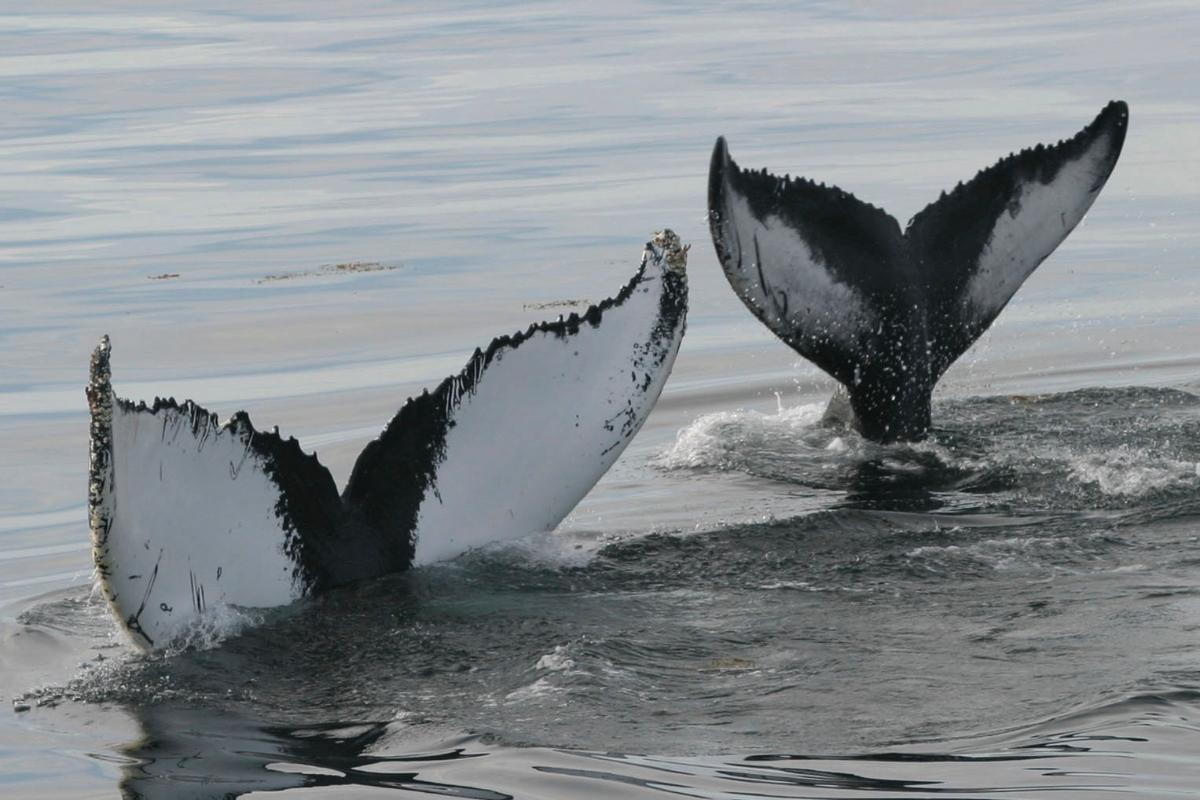 Cientistas estão preocupados com o fato de as baleias jubarte estarem sendo forçadas a ir para outros lugares em busca de comida | NORTH ATLANTIC HUMPBACK WHALE CATALOGNYT