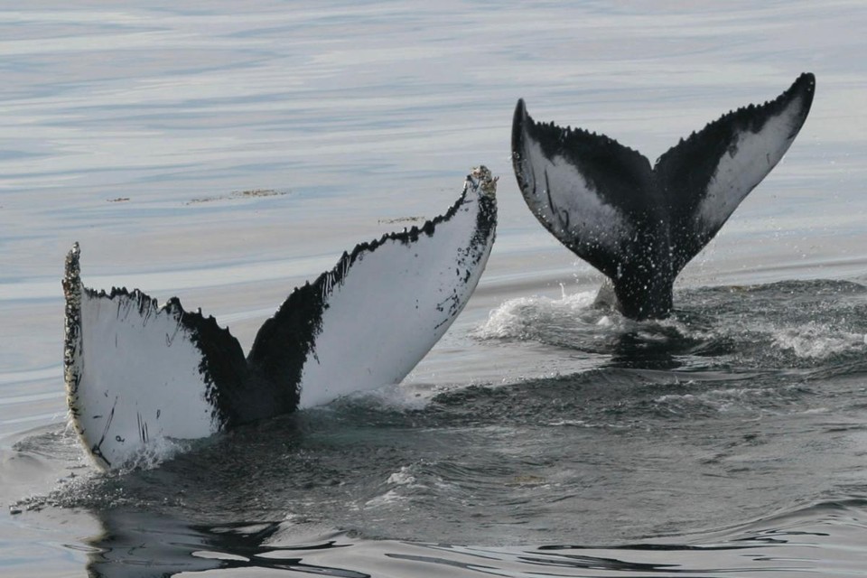 Cientistas estão preocupados com o fato de as baleias jubarte estarem sendo forçadas a ir para outros lugares em busca de comida | NORTH ATLANTIC HUMPBACK WHALE CATALOGNYT