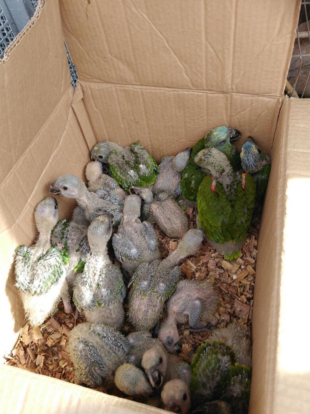 No cativeiro irregular, foram apreendidos 44 filhotes de papagaio | Divulgação/Polícia Ambiental