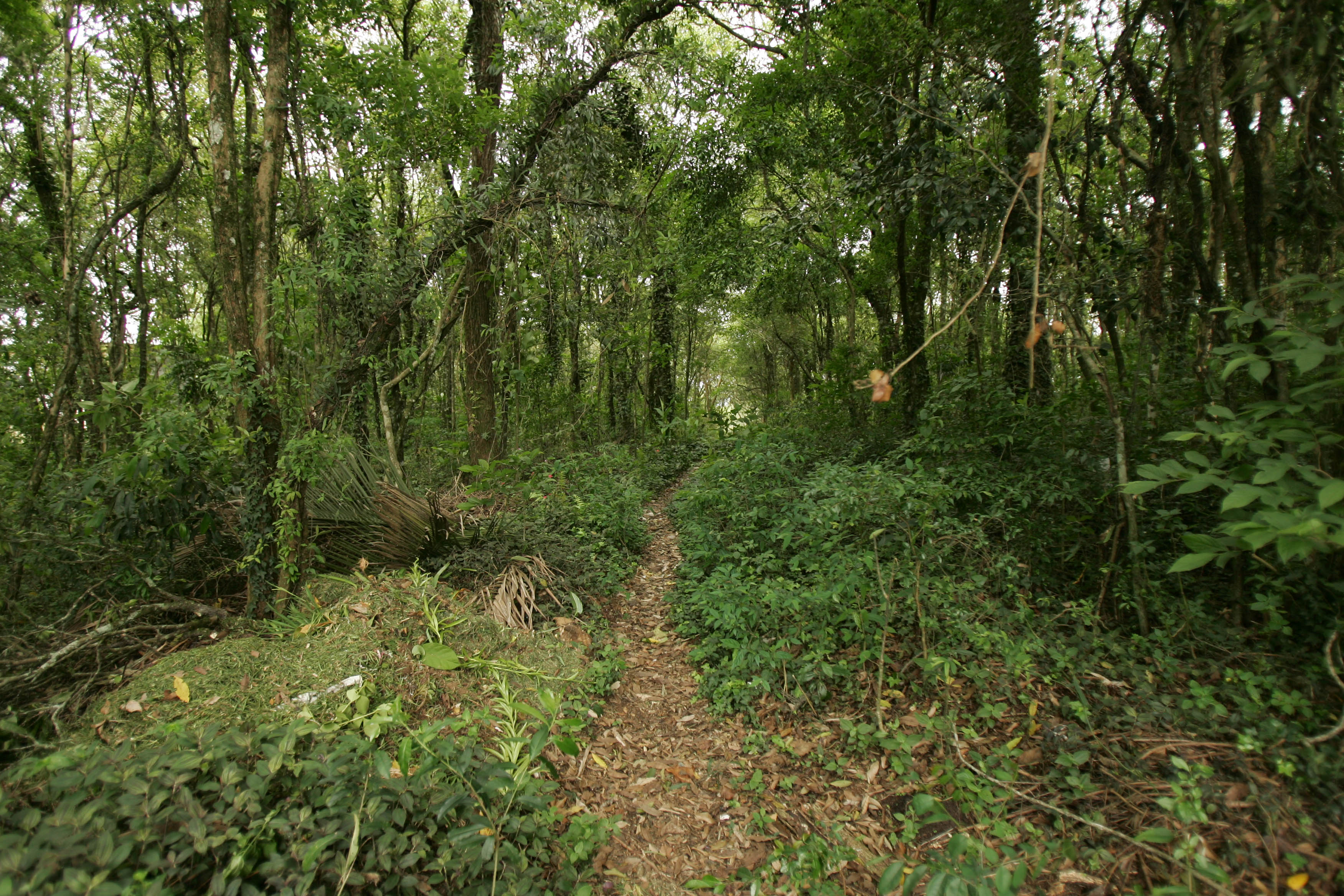 | Ivonaldo Alexandre/Arquivo Gazeta do Povo