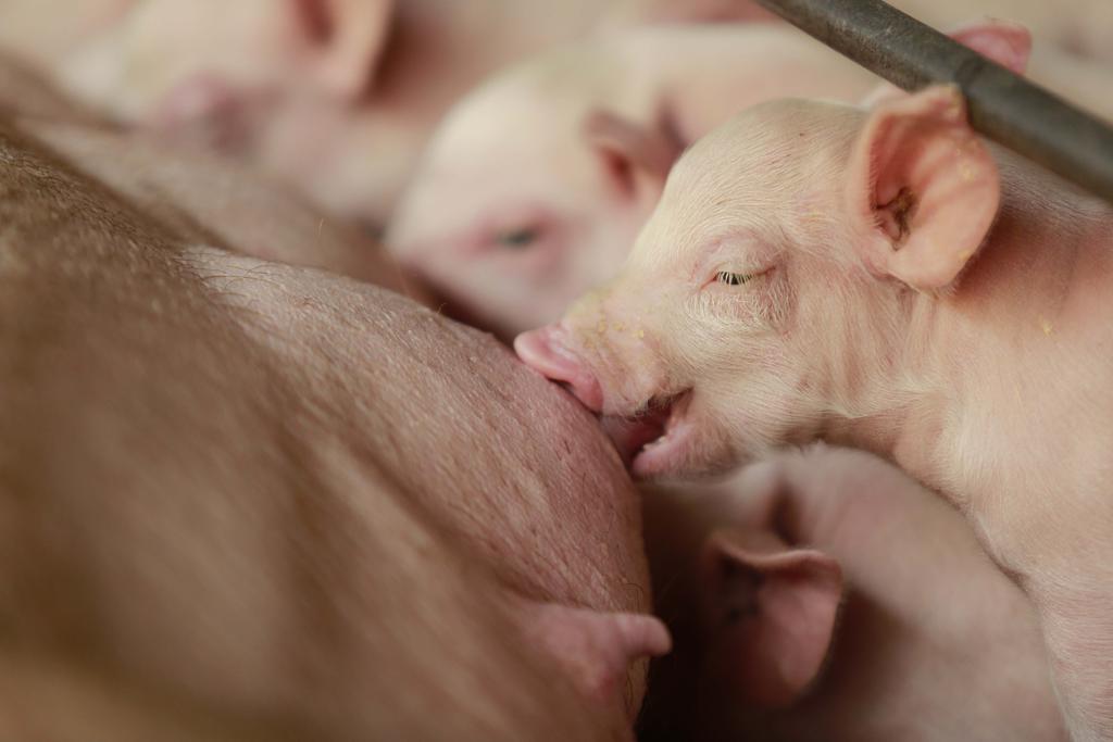 BRF, JBS e Aurora Alimentos também estão em processo de eliminação de gaiolas de gestação | Jonathan Campos/Gazeta do Povo