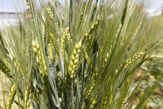  | Albari Rosa/Gazeta do Povo