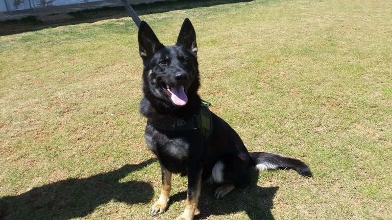 Cadela Neca vai trabalhar na fiscalização de bagagens e de correios | Divulgação/Ministério da Agricultura