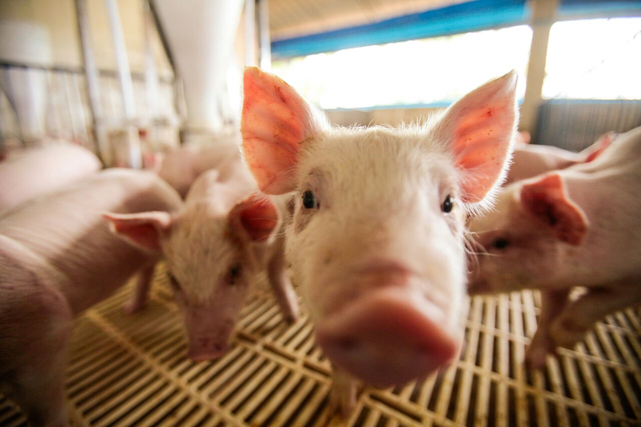 | Daniel Caron/Gazeta do Povo