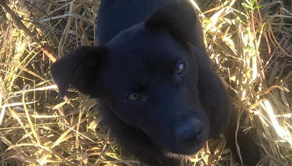 Cadela Grazy, que passava os dias na Estrada Ecológica , em Pinhais, perto da casa do médico. | Reprodução Facebook/