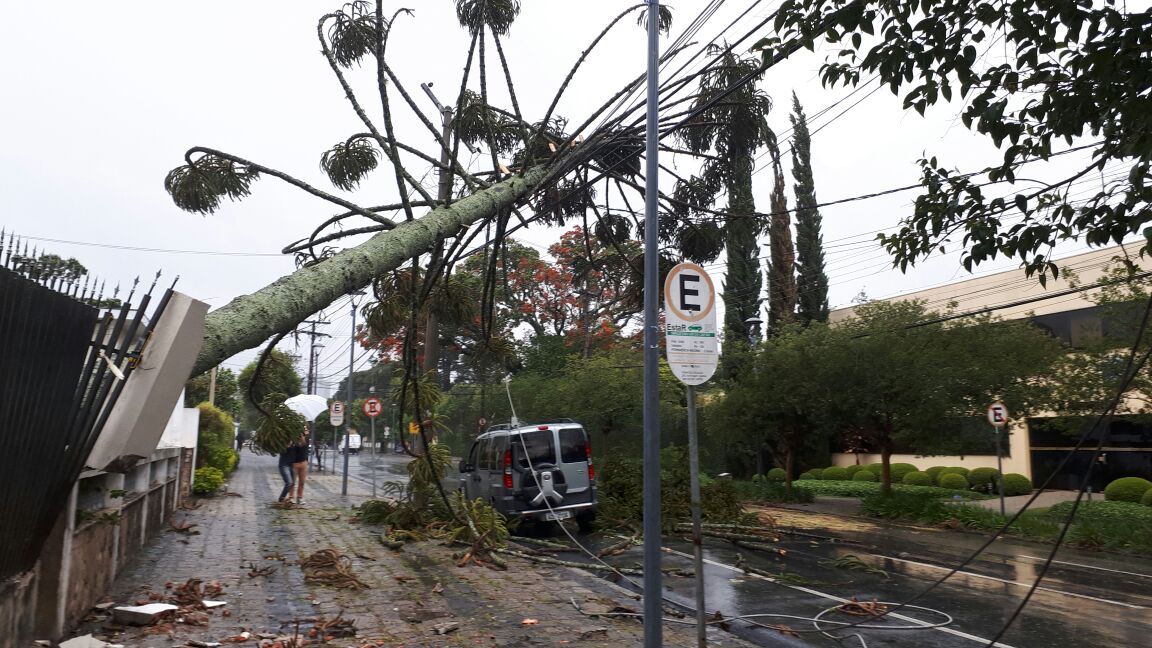 Araucária caiu com os ventos na Rua Vicente Machado, no Batel. | Cecília Tümler/Gazeta do Povo