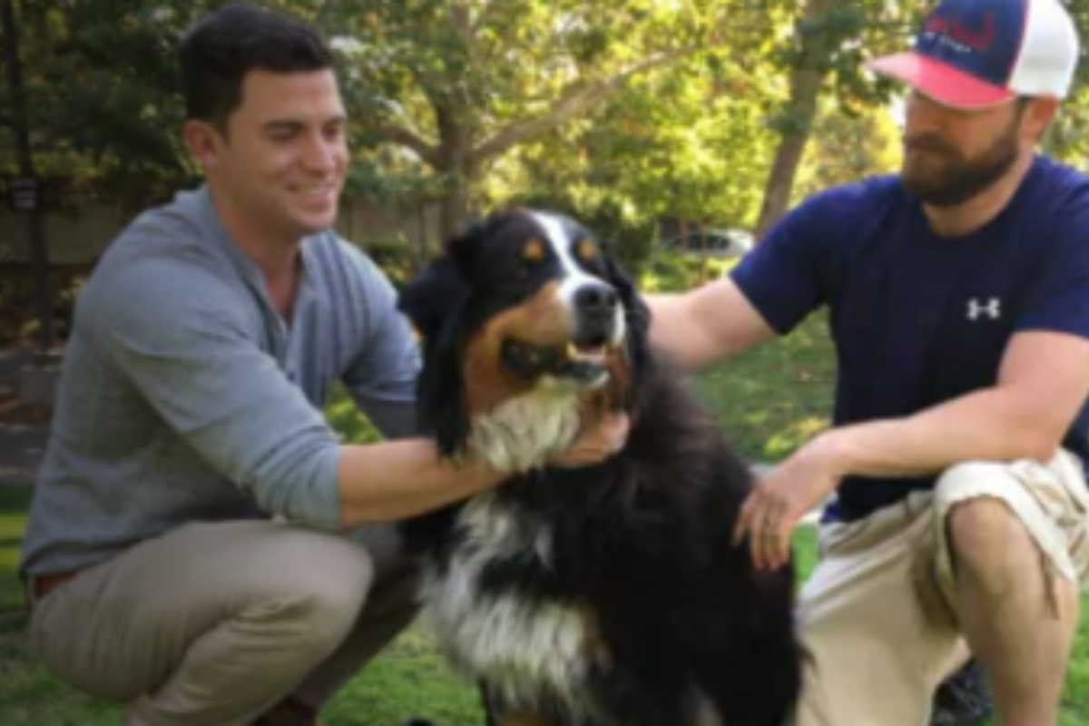 Cachorra Izzy sobreviveu ao fogo que atingiu vinícolas na Califórnia | Reprodução