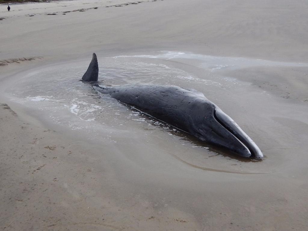 Baleia da espécie minke foi encontrada entre o farol e a ponta leste da Ilha do Mel. | CEM-UFPR/Divulgação