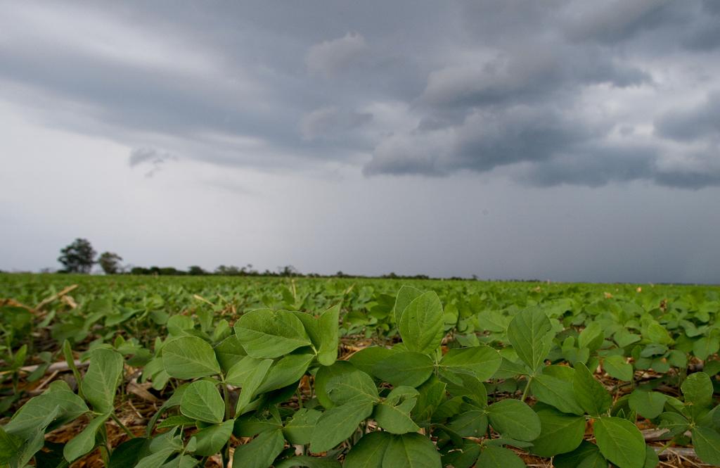 Lavouras de soja registram perdas de 2% na região Oeste do Paraná | Hugo Harada /Gazeta do Povo