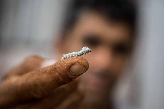  | BRUNNO COVELLO/BRUNNO COVELLO