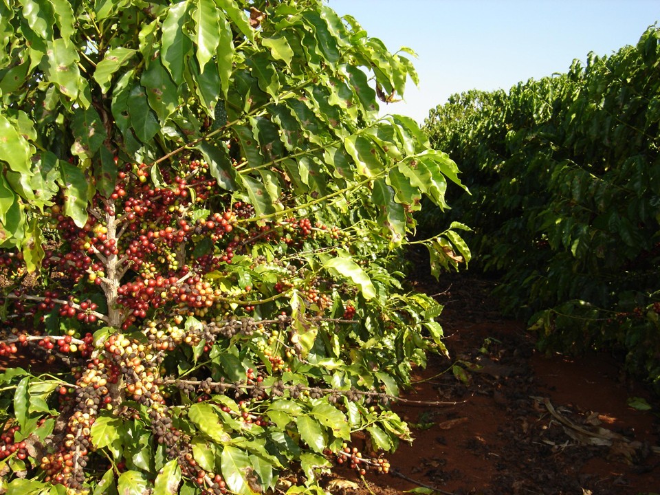 Mudança climática está matando o café | Arquivo/Gazeta do Povo