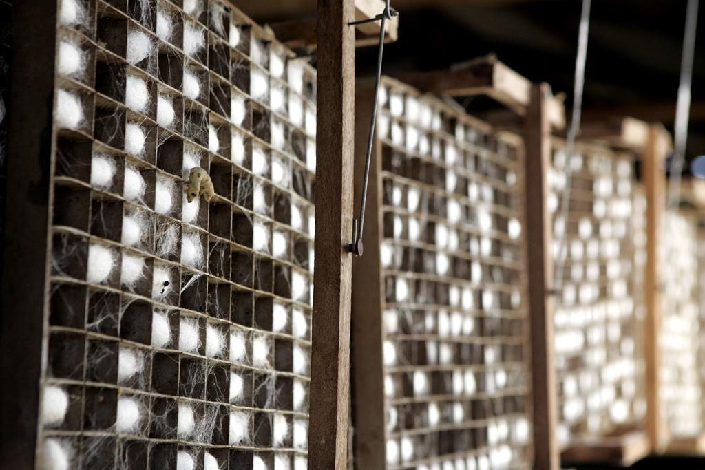 O cultivo no Paraná, que atualmente soma 2,44 mil toneladas de casulos verdes, mas já foi de 9 mil toneladas, responde por 84% da produção nacional. | Hedeson Alves/Gazeta do Povo