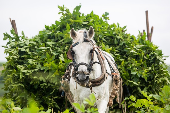  | BRUNNO COVELLO/BRUNNO COVELLO